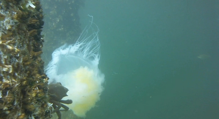 I used Logitech c920 webcams because (at the time) they had an H.264 hardware encoder.