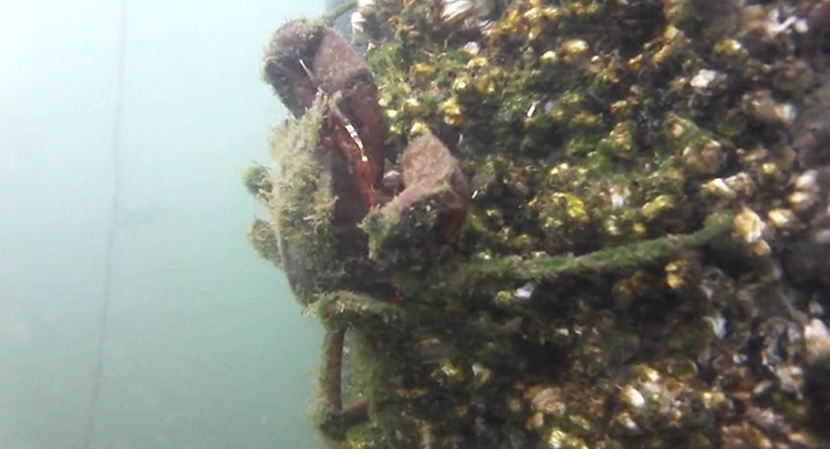 VLC's command line tool, cvlc, transcoded the H.264 streams to RTMP and served them to the network. Cron jobs to detect network connectivity, cvlc's activity, and the RTMP stream ensured the 24/7 uptime requirement.