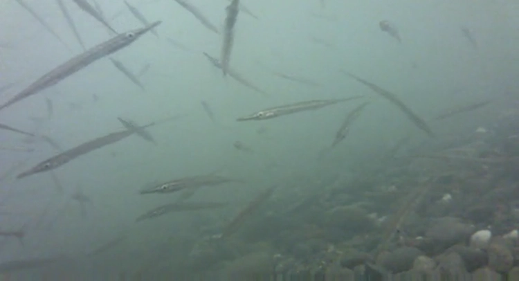 The USB busses available didn't have enough throughput to support more than one H.264 stream at a time so used three separate laptops, one per webcam.