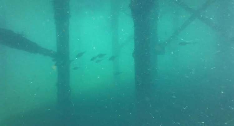 The MaST Center constructed a two-stories tall PVC pipe enclosure with viewports webcams and strapped it to the dock. I ran very long USB cables up the pipe into the server room via a gap in the roof.